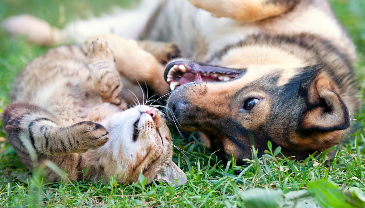 Assicurazione sanitaria per cani e gatti: utile o no?
